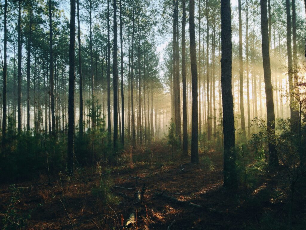 '유전자에 적혀 있다'는 착각 — 유전율 50%가 운명이 아닌 이유 steven kamenar mmjx78v7xs8 unsplash